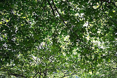 《最终幻想16》有狗狗加入队伍 能咬人还能为主角疗伤