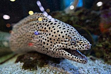 特别好评牌组构建式类肉鸽游戏《神骰传说》首个DLC内容包正式推出